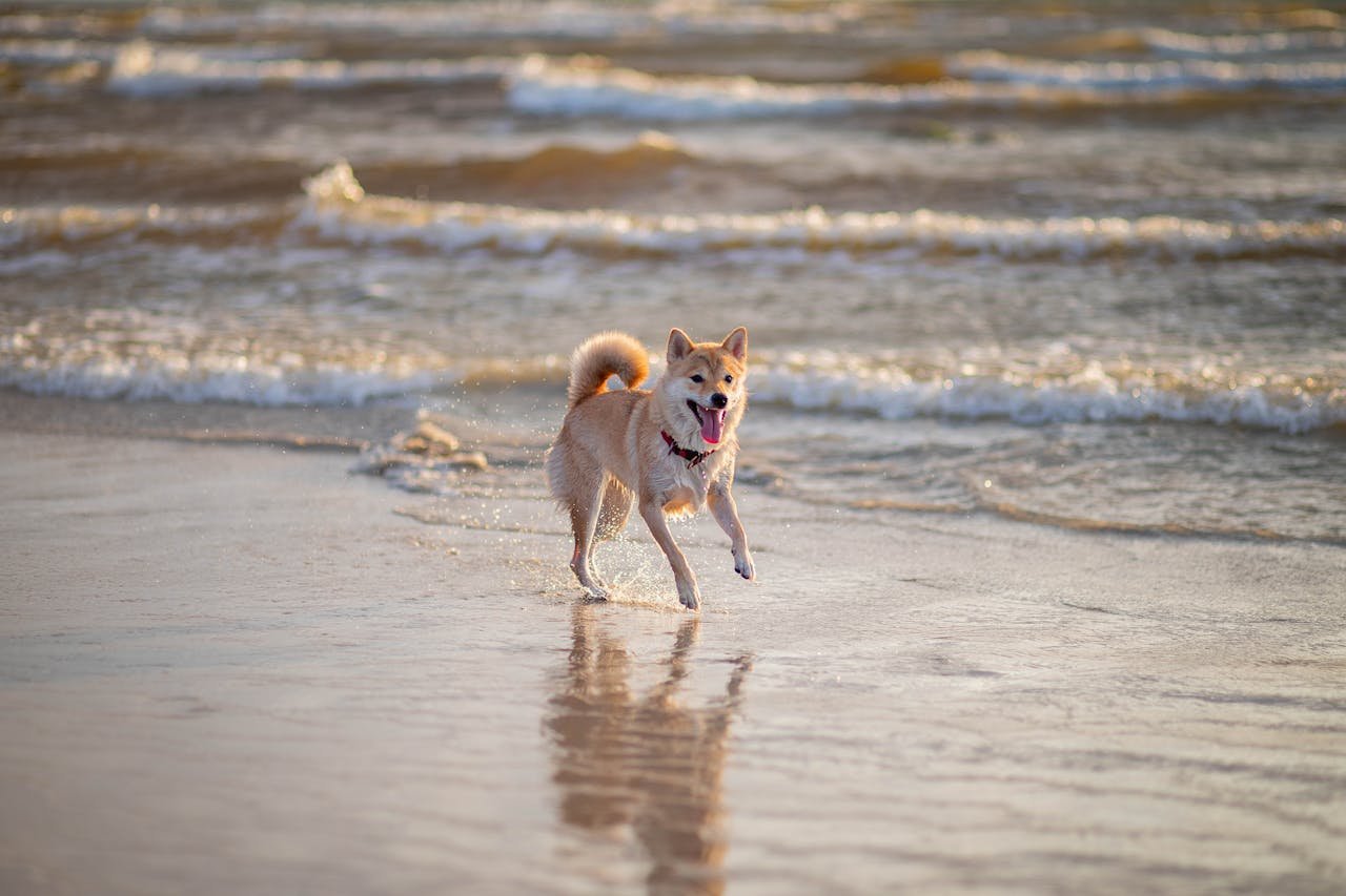 Home An energetic Shiba Inu dog joyfully runs along a sunny seaside, capturing the essence of a carefree day at the beach.