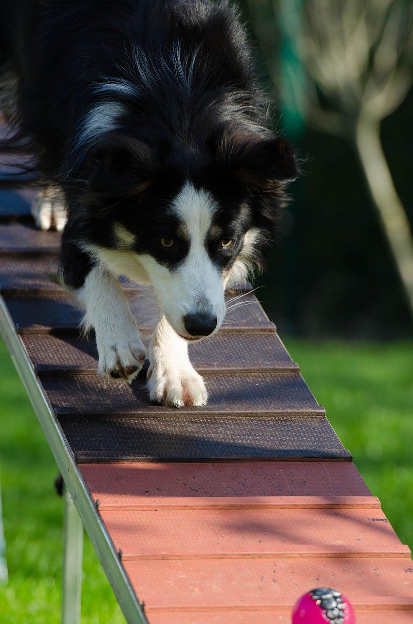 Home border collie, agility, catwalk, dog training, dog training, dog training, dog training, dog training, dog training