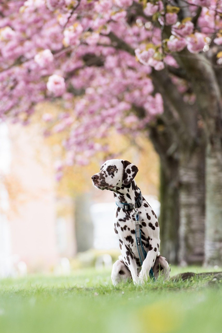 dalmatian, dog, park, meadow, grass, cherry tree, pet, animal, domestic dog, canine, mammal, cute, cherry blossom, spring, outdoors, nature, dalmatian, dalmatian, dalmatian, dalmatian, dog, dog, dog, dog, dog, cherry blossom, cherry blossom, cherry blossom, cherry blossom, spring