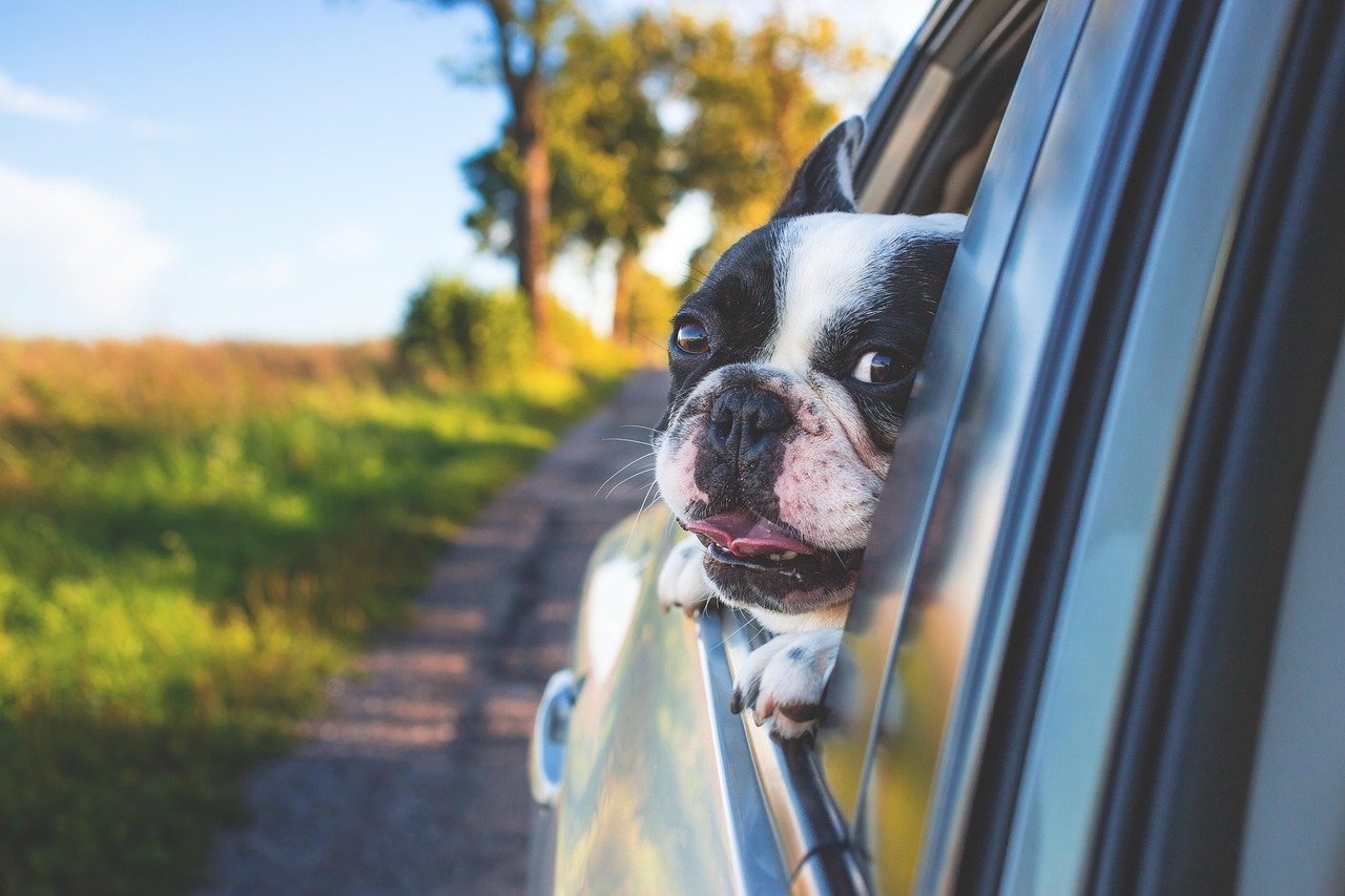 Home dog, pet, car window, drive, nature, road trip, animal, bulldog, canine, car, window, portrait, mammal, car wallpapers, dog portrait