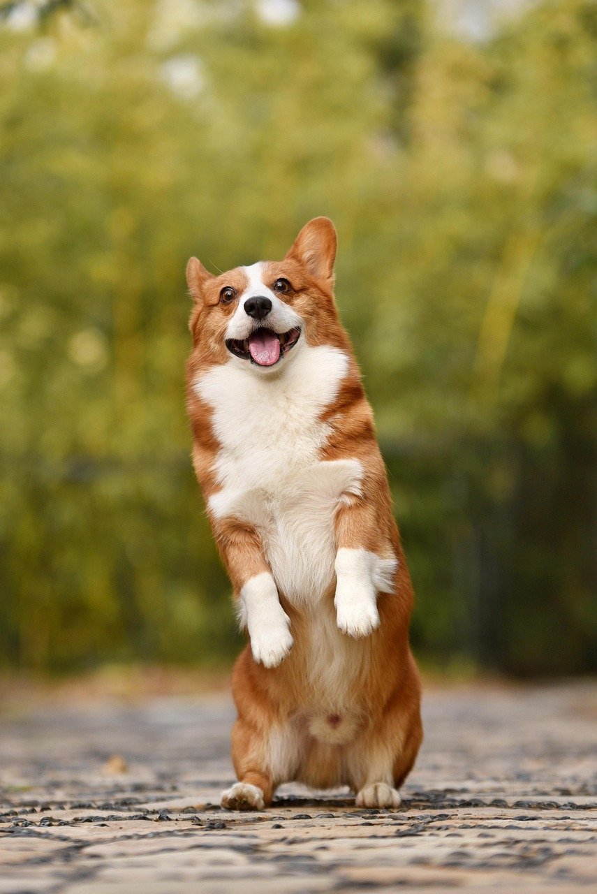 dog, pet, corgi, nature, canine, breed, animal, mammal, puppy, funny, fun