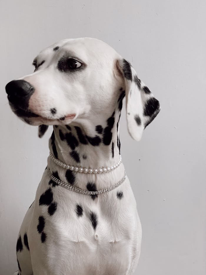 Home Charming Dalmatian dog adorned with pearls against a plain background.
