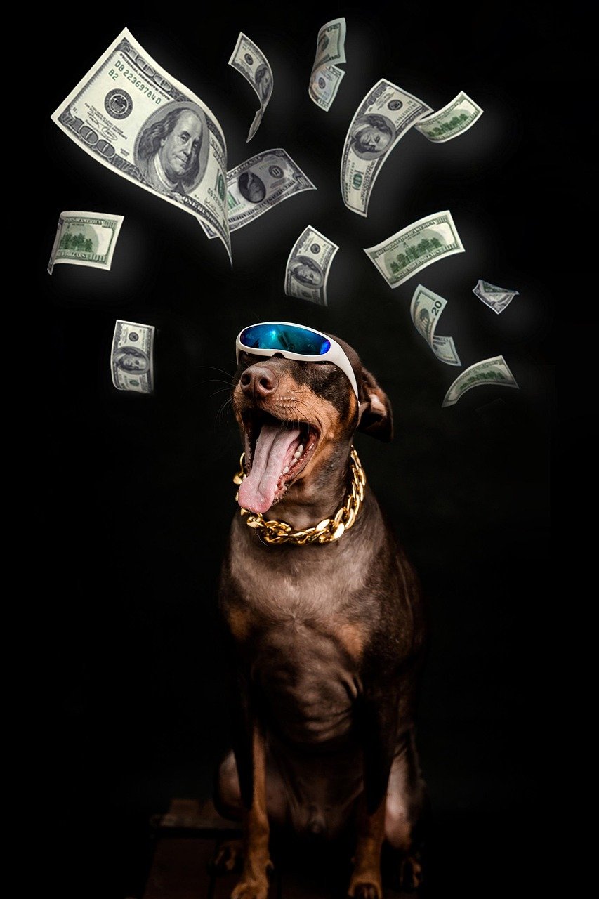 pinscher, dog, dollar, bills, rich, animal, pet, nature, muzzle, canine, necklace, portrait