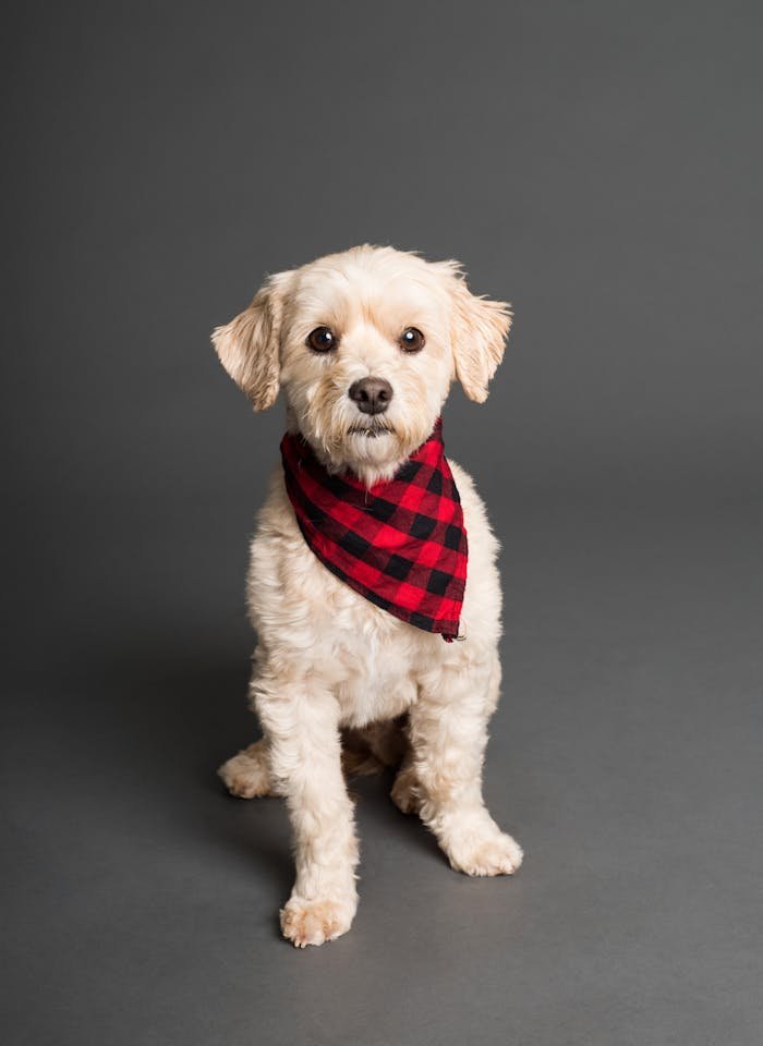 Home A cute white dog wearing a red checkered bandana, sitting in a studio setting.